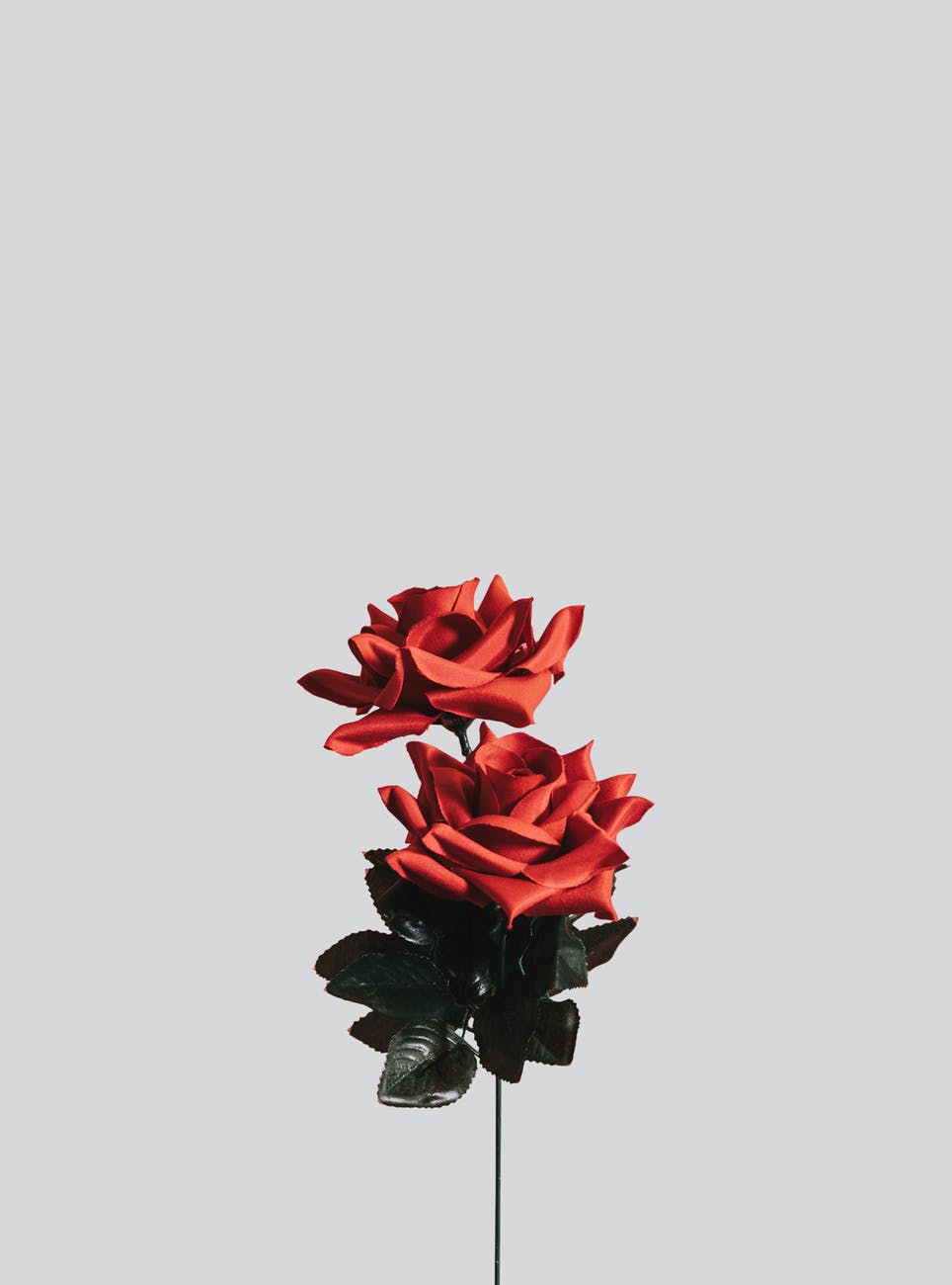 red and black flowers